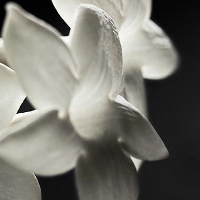 Bvlgari Jasmin Noir an exalted floral duality, breaking the codes of Perfumery with pure and opulent notes