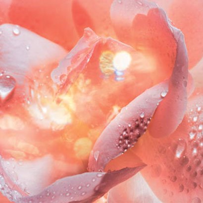 A bath of sensual white Musk, precious Damascena Rose Absolute and Grandiflorum Jasmine Absolute