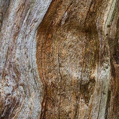 Symbols of inner strength, trunks build the heart notes of the Bvlgari Man Wood Essence perfume.