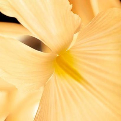 Bvlgari Iris d'or flower inspiration image 